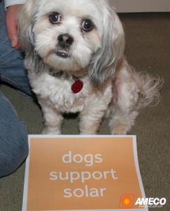 Cabi wants you to support solar, too!