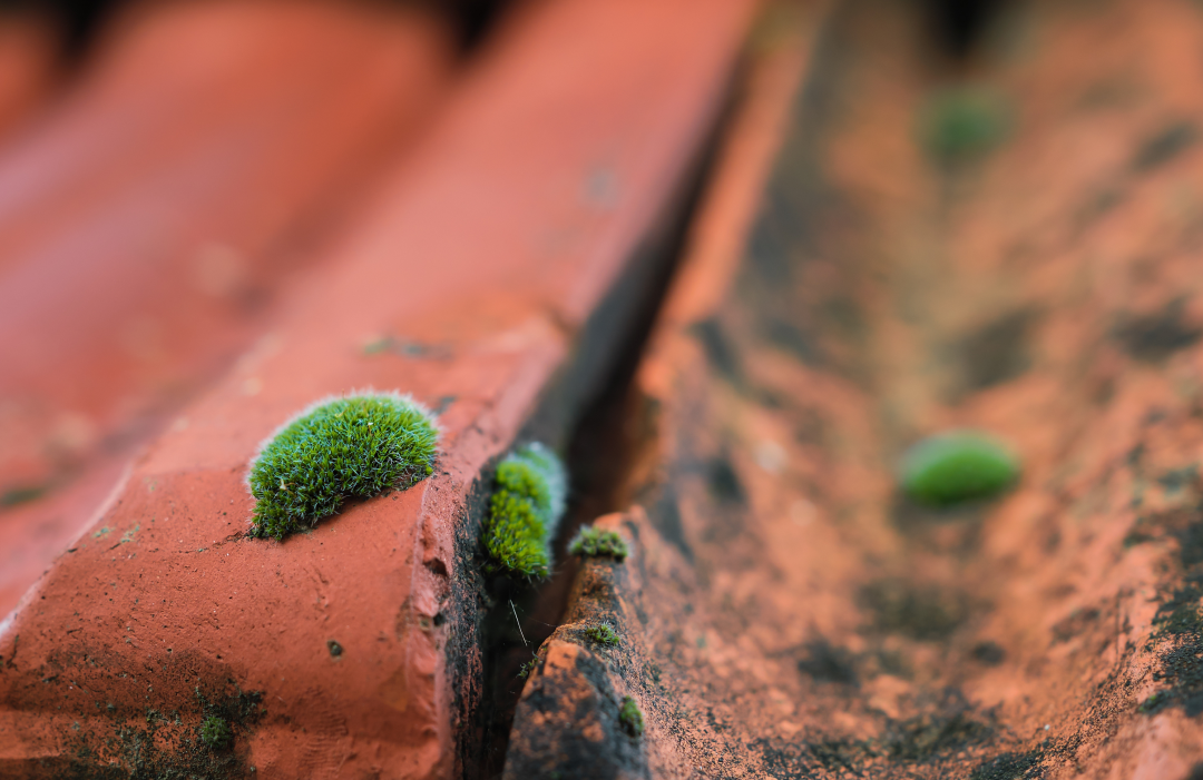 What Causes Moss To Grow on a Roof