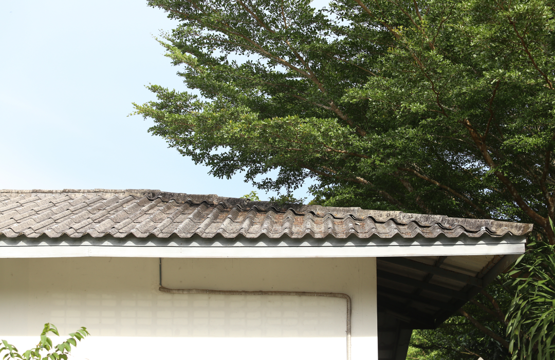 Trim Overhanging Branches